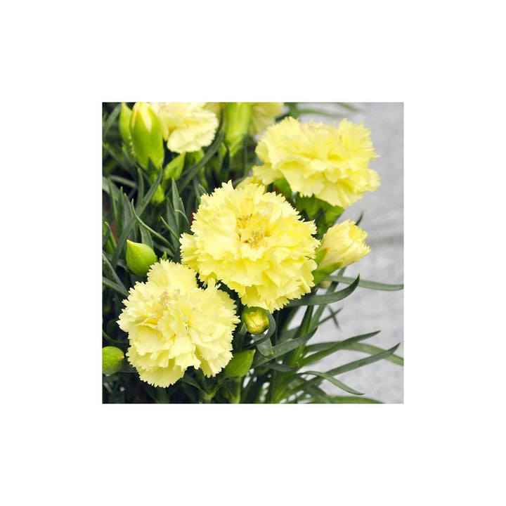 Black Carnation Dianthus Caryophyllus Rare Flower For Planting Bonsai For Unique Home Garden [neera-v5-4e0c933a4f8b425d7194]