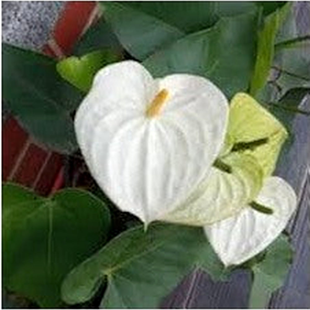 White Anthurium Andraeanum Flower Seeds for Planting [neera-v5-4e236edbb7b1abb1c128]
