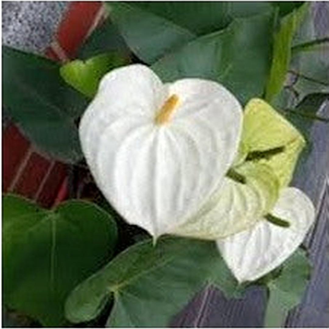White Anthurium Andraeanum Flower Seeds for Planting [neera-v5-4e236edbb7b1abb1c128]