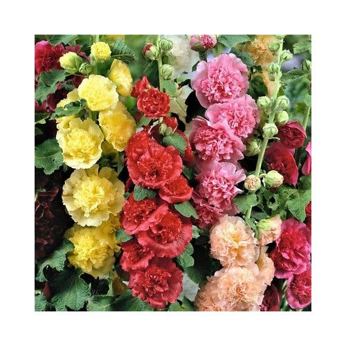 Hollyhock Chaters Double Mix Peony Flowered Blooms Biennial Non Gmo Heirloom Flower Seeds Home [neera-v5-4e25318ed45e1d51ce47]