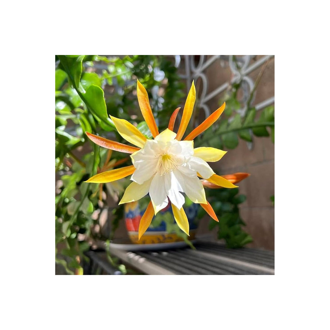 Heirloom Non Gmo Epiphyllum Anguligar Flower Exotic Cactus Blooms Garden Planting Flower Seeds [neera-v5-4e4a256549d49b82ca00]