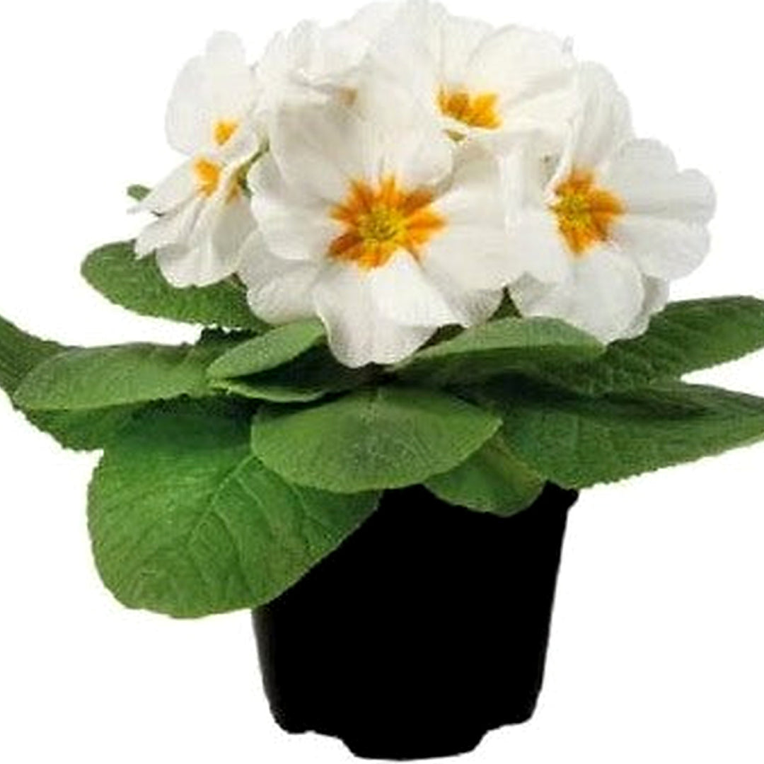 White Primula Planting Primula Early Primrose Planting Heirloom Non Gmo Drought Tolerant [neera-v5-4e4e5164e4cc0c6924d3]