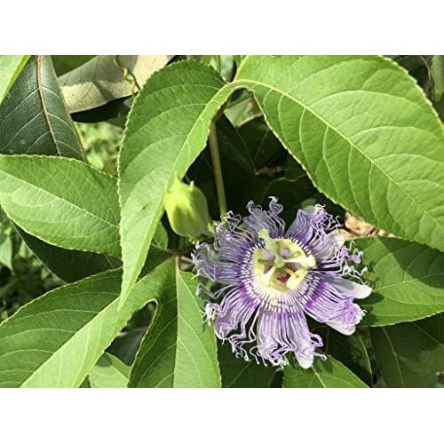 Passion Flower For Planting Flower Seeds for Home Garden Planting, Blooming Organic Blooming [neera-v5-4e5429a3d2cc614fa7fa]