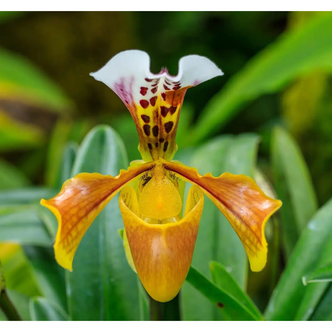 Yellow Cypripedium Calceolus Or Lady S Slipper Flower For Planting Heirloom Non Gmo Garden Flower [neera-v5-4e63c4487e2332228ea9]