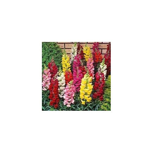 Heirloom Non-GMO Snapdragon Flower Seeds for Planting [neera-v5-4e65965ee6400603a1cb]