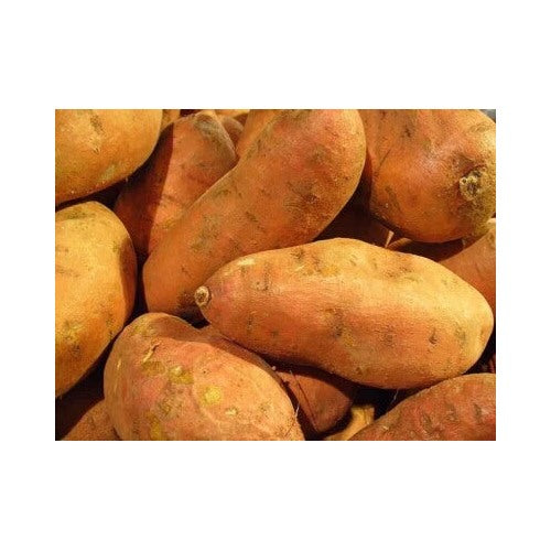 Sweet Potatoes Usda Certified Planting Gram Potato Heirloom Non Gmo Flower Seeds Home [neera-v5-4e65ed21fa41a7b30803]