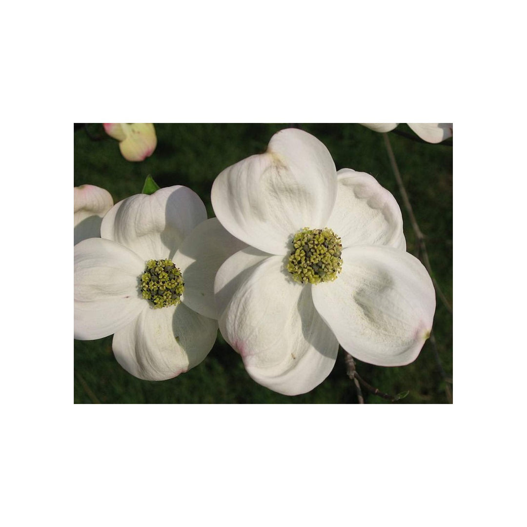 Cornus Flower For Planting Flower Seeds for Home Garden Planting, Lush Organic Blooming Collection [neera-v5-4e67264bb4b443b3a756]