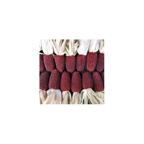 Red Strawberry Popcorn Seeds for Growing [neera-v5-4e6d1354a6d8131e9aba]