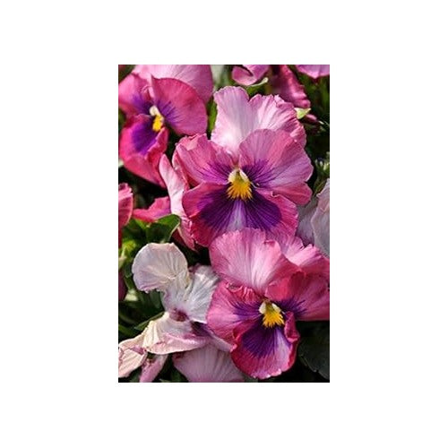 Dark Pink Pansy Seeds for Planting [neera-v5-4e7fecdacd3442a7273b]
