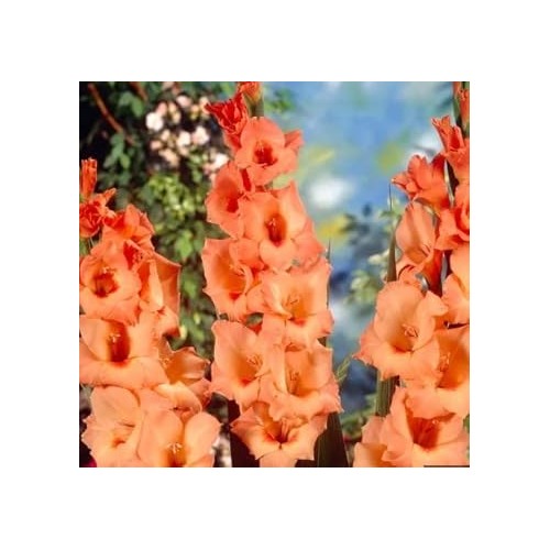 Heirloom Peach Gladiolus Flower Seeds [neera-v5-4e80e0c3e6fd7ed4e0f1]