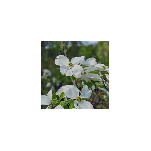 Cornus Florida Seeds for Planting [neera-v5-4e8b1f5a2733709634d9]