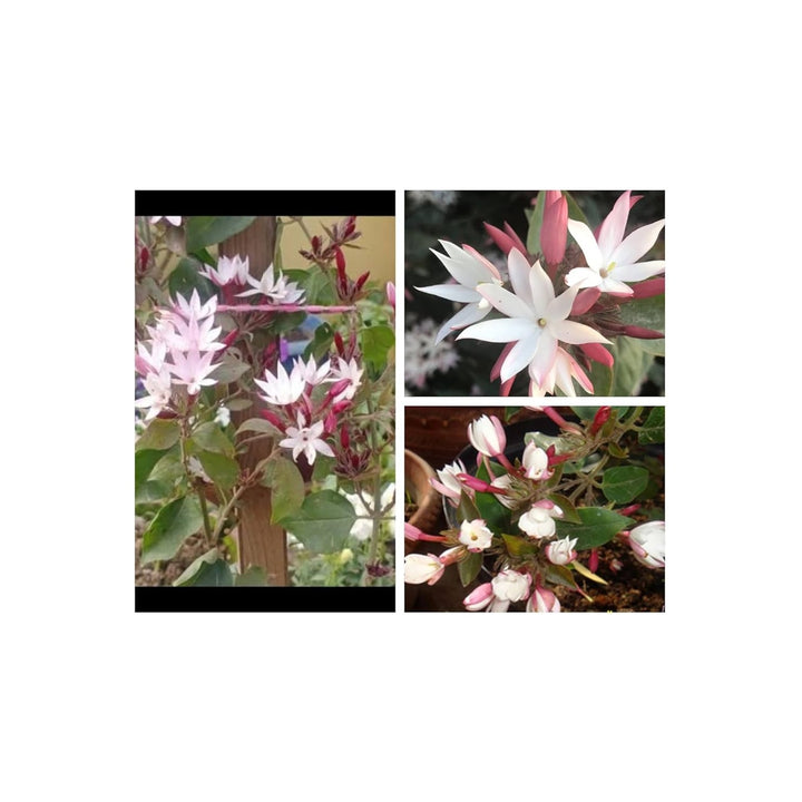 Pink Plum Prunus Mume Winter Flower For Planting Suitable For Ornamental Garden Seasonal [neera-v5-4e93a35465e880065af1]