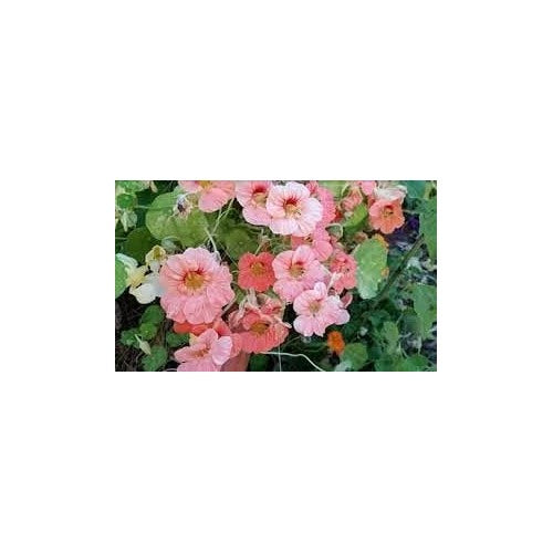 Heirloom Non-GMO Pale Pink Nasturtium Flower Seeds for Planting [neera-v5-4e9bbeedfedaf70c101f]