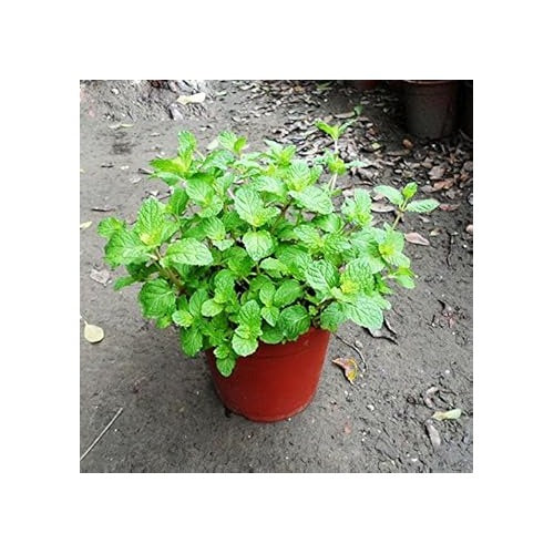 Green Mint Plant Seeds for Herb Gardens and Culinary Use [neera-v5-4e9daaa8e1a58e64a9da]