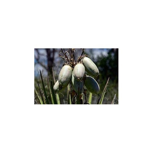 Banana Yucca Fruit Seeds for Planting [neera-v5-4e9f2239bea841f498aa]