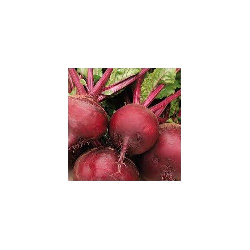 Beetroot TRP Hybrid Seeds [neera-v5-4ea4d0c281422631079c]