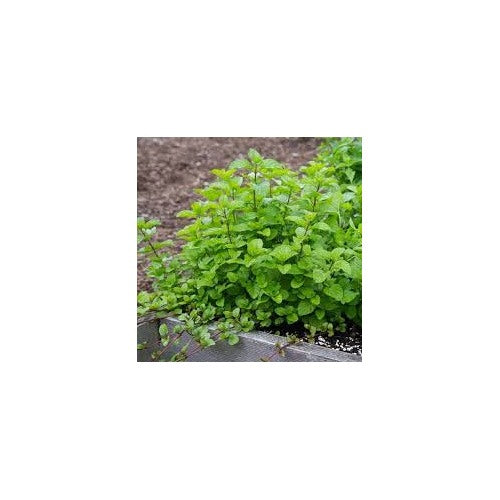 Orange Mint Seeds [neera-v5-4ea4d1652e03046b7e6d]