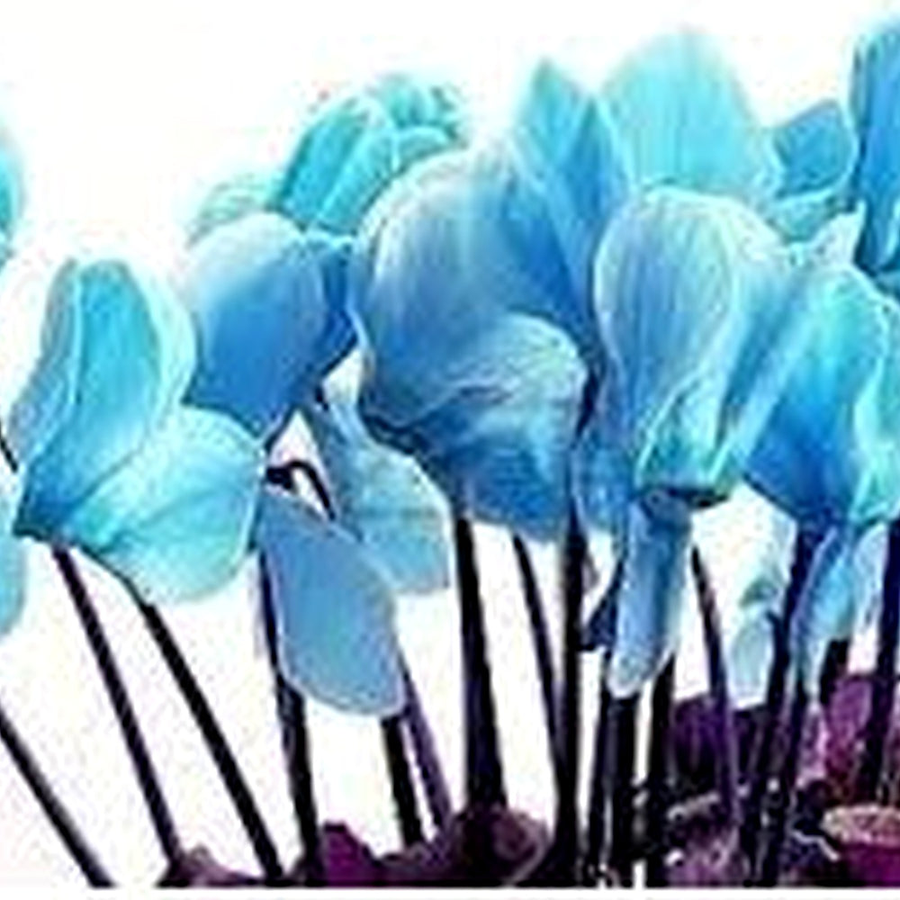 Blue Cyclamen Flower Seeds for Planting [neera-v5-4ea50e0829736e525714]