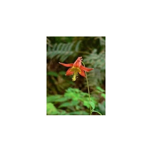 Columbine Viridiflora Flower Seeds [neera-v5-4ea7d7bc3d9a5a5dd8c1]