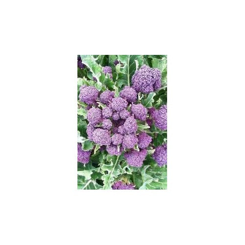 Early Purple Broccoli Seeds for Planting [neera-v5-4ebe10aa098532aa0769]