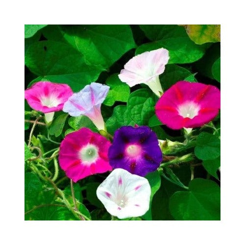 Morning Glory Mixed Flower Planting Non Gmo Heirloom Fresh Garden Planting Flower Seeds [neera-v5-4ecadcf86d507795d945]