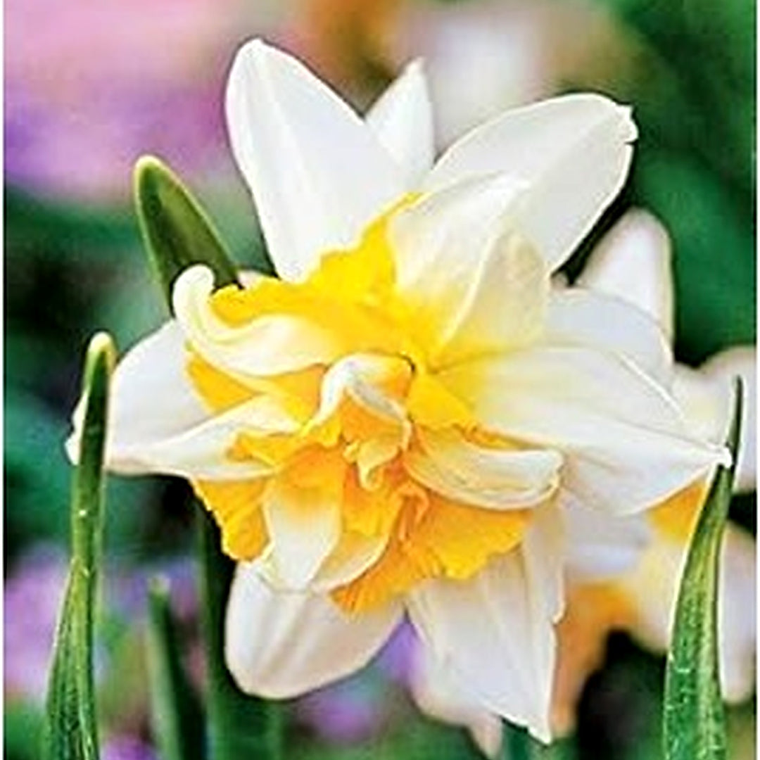 White Yellow Double Narcissus Flower Seeds [neera-v5-4eed40fb82c5f877e2a7]