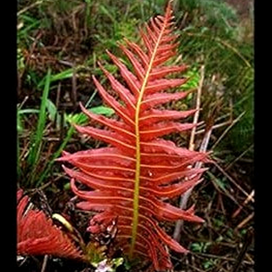 Red Fern Pteridophyta Plant Seeds [neera-v5-4ef56dd406cf60519817]