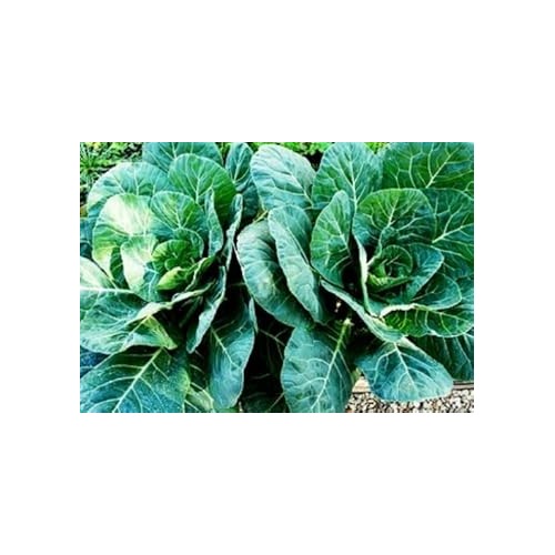 Green Collard Greens Plant Seeds for Planting [neera-v5-4ef8dcbec8d5872e53e5]