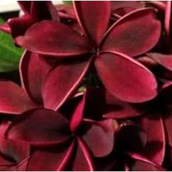 Heirloom Non-GMO Maroon Frangipani Flower Seeds for Planting [neera-v5-4f0e70dbf2a094440941]