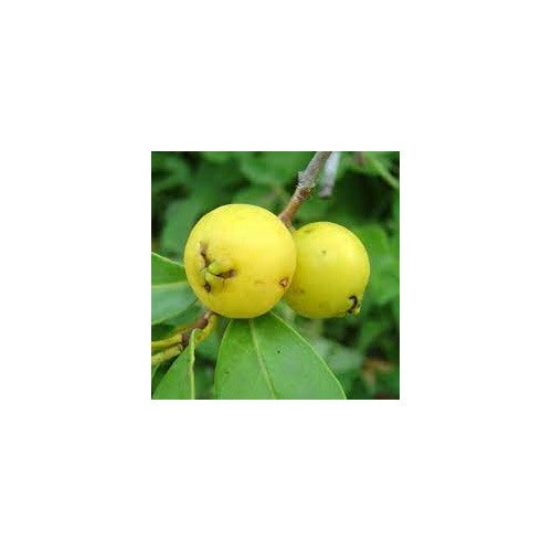 Rare Yellow Strawberry Guava Fruit Seeds for Planting [neera-v5-4f14c39725f2c2e4bef1]