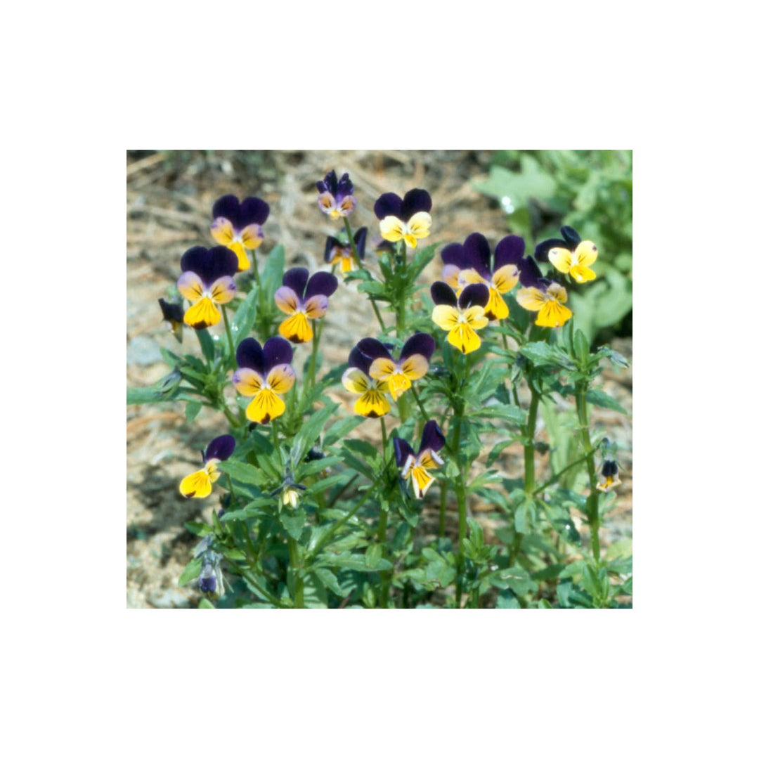 Heirloom Non Gmo Viola Tricolor Flower For Planting Colorful Edible Blooms Flower Seeds for Home [neera-v5-4f1a0ae5329b228109d6]