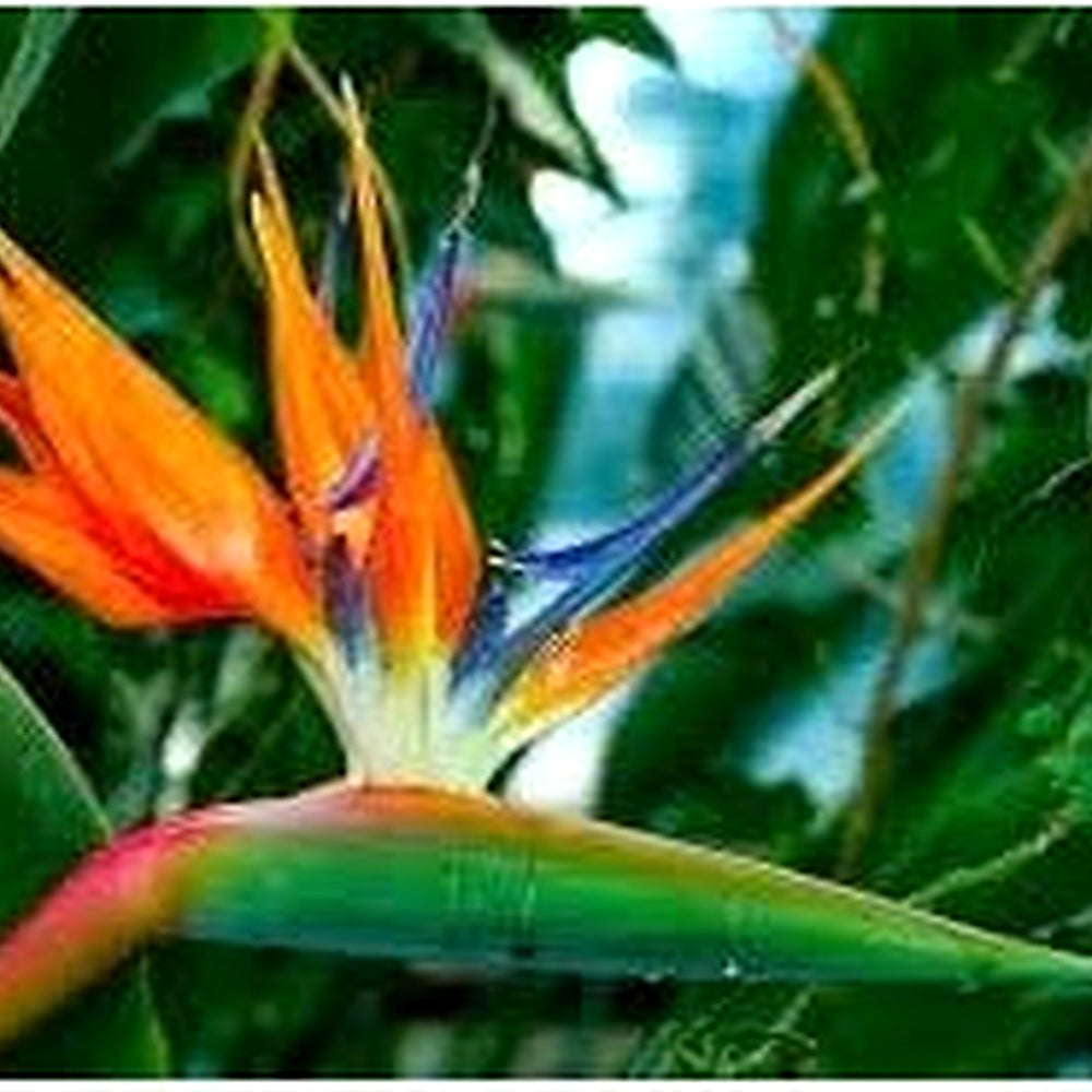 Orange Violet Strelitzia Flower Seeds for Planting [neera-v5-4f256a803504373b142a]