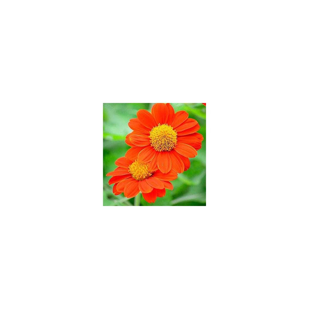 Sunflower Mexican Variety Pollinator Friendly Flower Flower Seeds for Home Garden Planting, Exotic [neera-v5-4f270f976b8a73a157c4]