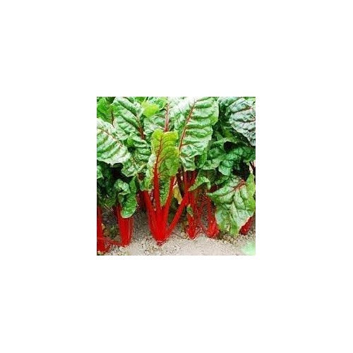 Rhubarb Seeds for Planting [neera-v5-4f27a7dfc9d4c86412f3]