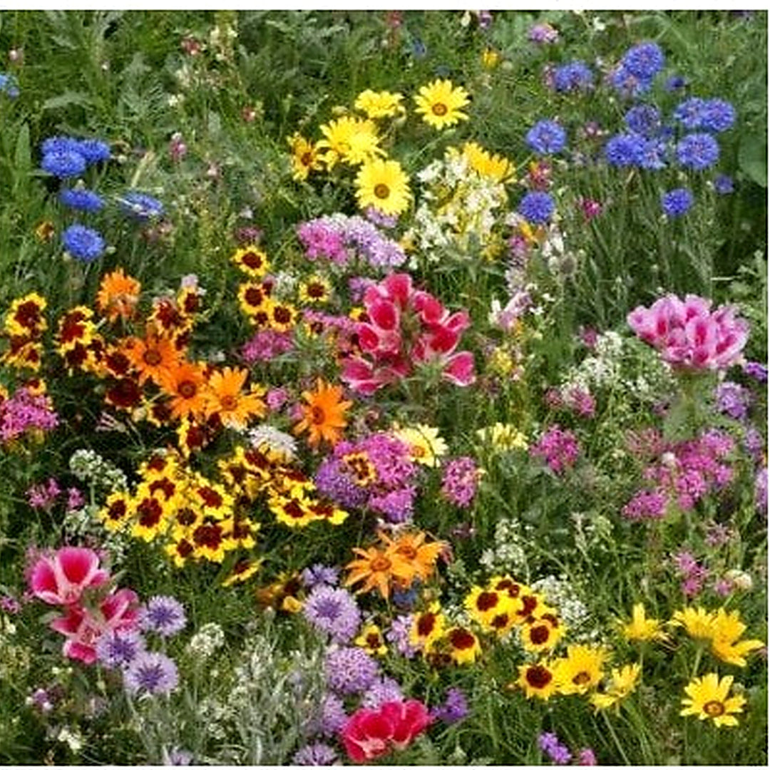 Late Bloomer Wildflower Mix Planting Autumn Flowers Fall Bloom Heirloom Non Gmo Flower Seeds [neera-v5-4f3e58fbc6d880e529d9]