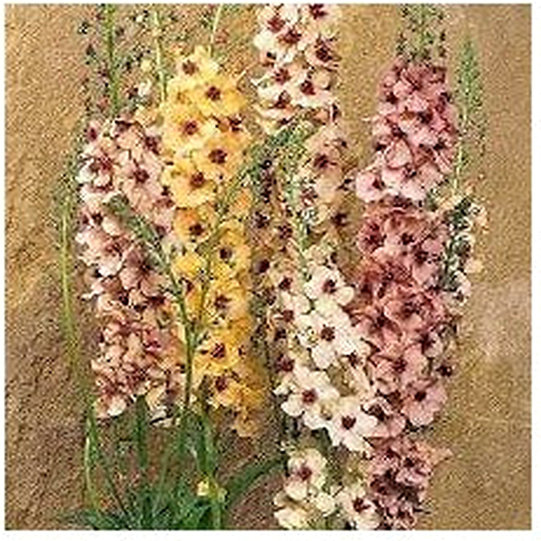 Mixed Mullein Flower Seeds [neera-v5-4f41f3a2c43fc2246095]
