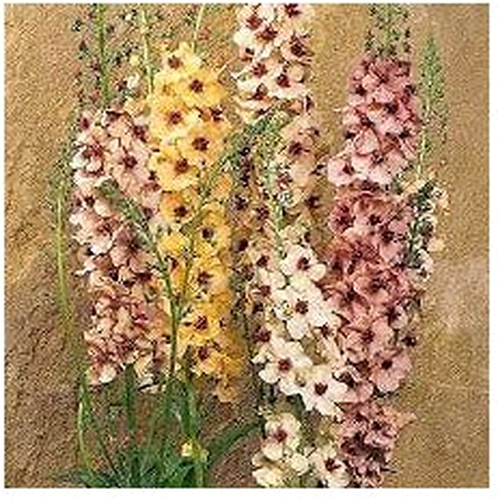 Mixed Mullein Flower Seeds [neera-v5-4f41f3a2c43fc2246095]