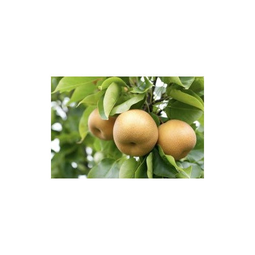 Asian Pear Seeds [neera-v5-4f43f66daded38c23b5d]