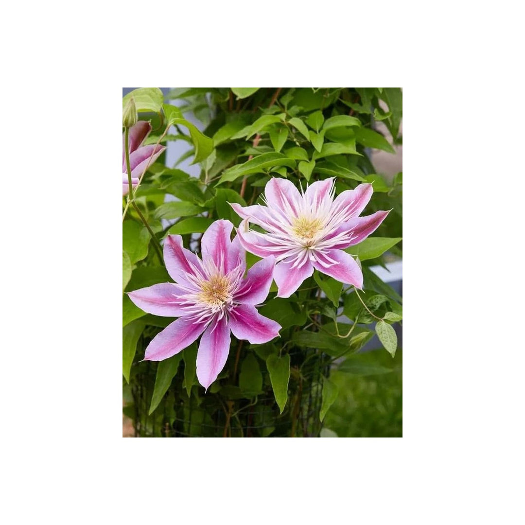 Pink Clematis Clematis Florida Flower For Planting In Vertical Garden And Climbing Trellises Flower [neera-v5-4f44a0589c3d5f0c904b]