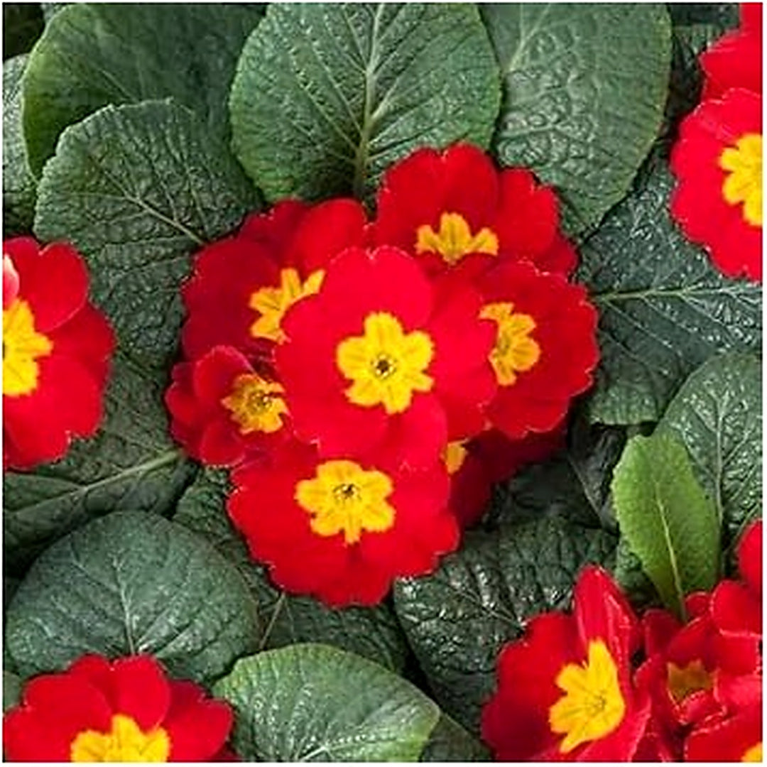 Heirloom Non-GMO Red Primrose Flower Seeds for Planting [neera-v5-4f5204f72c5af82b3808]
