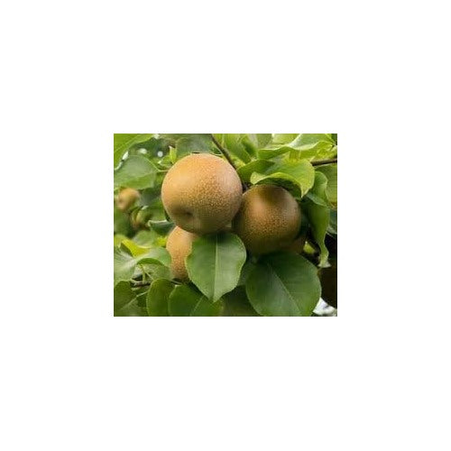 Wild Pear (Pyrus Communis) Bonsai Seeds for Planting [neera-v5-4f597b1dff638d5c5b72]