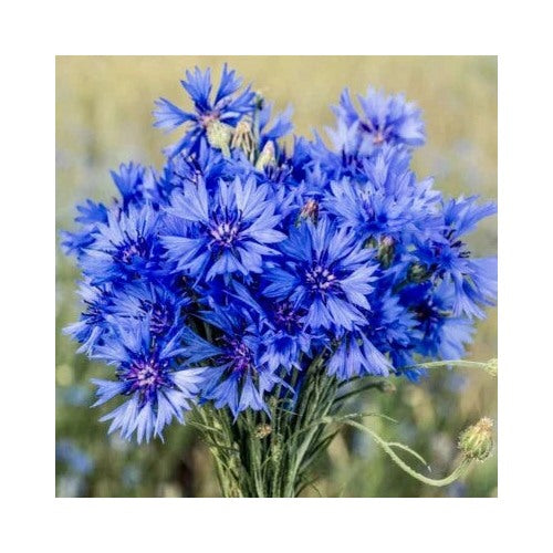 Cornflower Planting Centaurea Cyanus Wildflower Usa Seller Heirloom Non Gmo Flower Seeds [neera-v5-4f5b3d97b9da98f89bb2]