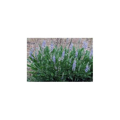 Sky Blue Lupine Flower Seeds for Planting [neera-v5-4f5f46f5c482dc493d41]
