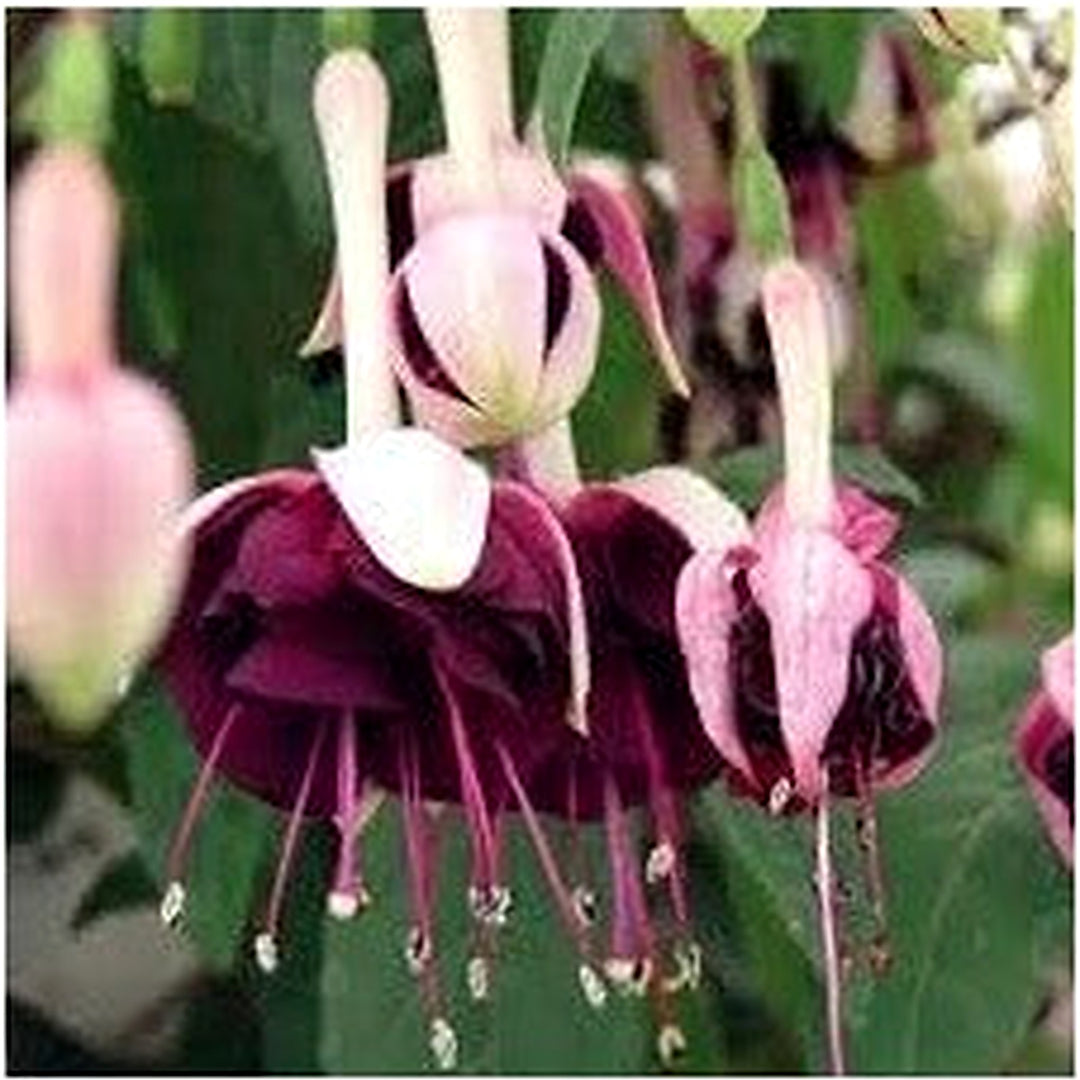 Heirloom Non-GMO Maroon Red Fuchsia Flower Seeds for Planting [neera-v5-4f6066b7d9a51f4d71c0]