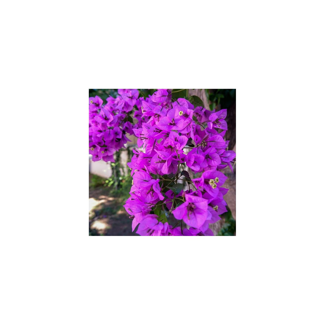 Violet Bougainvillea Flower For Planting Heirloom And Non Gmo Garden Flower Seeds for Home Garden [neera-v5-4f6076ed61454cda596d]