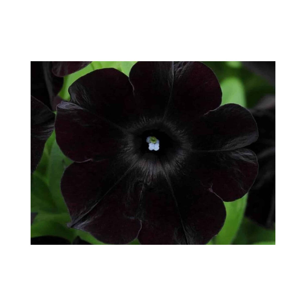 Black Cherry Petunia Flower For Planting Heirloom Non Gmo Easy To Grow Garden Blooms Flower Seeds [neera-v5-4f64f8efcb4b4d11ba88]