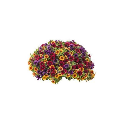 Mixed Superbells Petunia For Planting Heirloom Non Gmo Flower Vibrant Garden Blooms Flower Seeds [neera-v5-4f65fcb28a7bc6f26780]