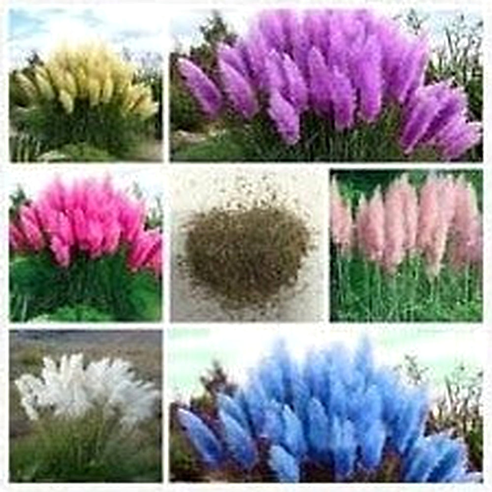 Mixed Pampas Grass seeds for Garden Planting [neera-v5-4f7e8e9df058c74982c2]