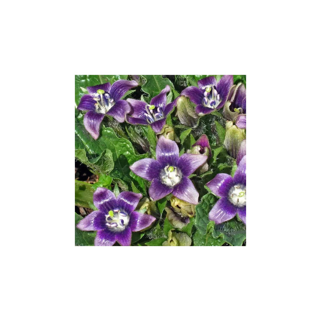 Black Mandrake Mandragora Autumnalis Seeds for Planting [neera-v5-4f81ee1d365b0f720a06]