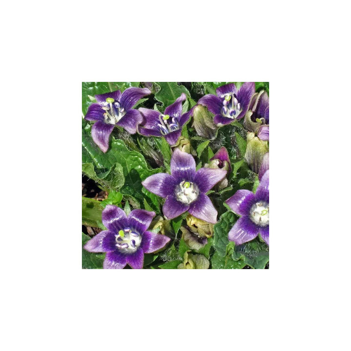 Black Mandrake Mandragora Autumnalis Seeds for Planting [neera-v5-4f81ee1d365b0f720a06]